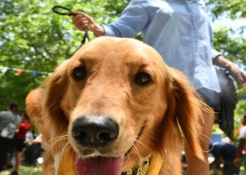 Alcaldía de SDN celebra el Día del Canino