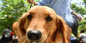 Alcaldía de SDN celebra el Día del Canino