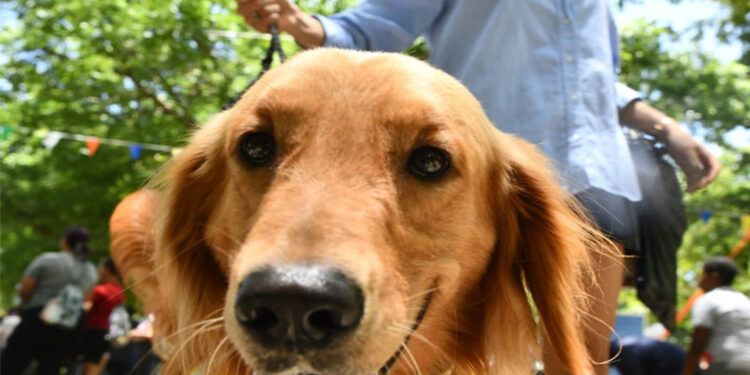 Alcaldía de SDN celebra el Día del Canino