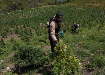 DNCD desmantela vivero de marihuana en Ocoa