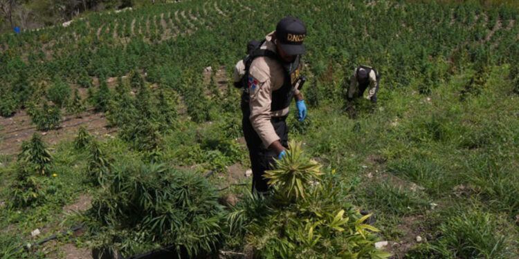 DNCD desmantela vivero de marihuana en Ocoa