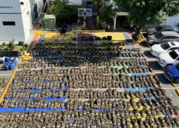 Desmantelan en Ocoa histórica siembra de marihuana