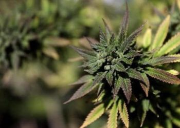 Estados Unidos reclasifica el cannabis medicinal