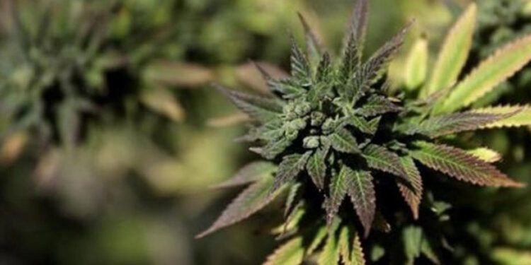 Estados Unidos reclasifica el cannabis medicinal