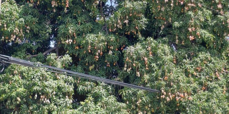 Inicia Feria del Mango en Baní este jueves a las 4:00