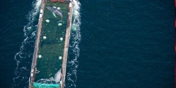 Liberan a Timmy en el mar del Norte tras semanas varado