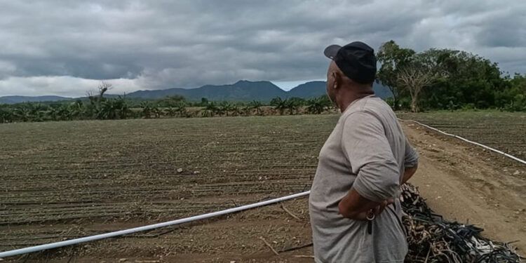 Lluvias causan pérdidas agrícolas en Valverde y Monte Cristi