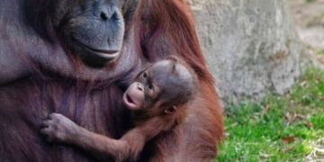 Nace orangután de Borneo en peligro de extinción