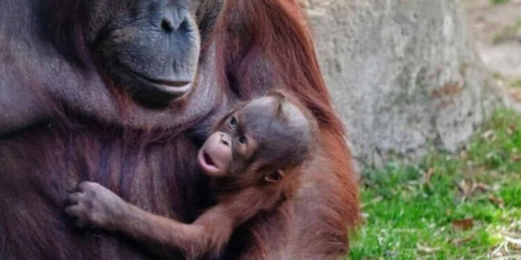 Nace orangután de Borneo en peligro de extinción