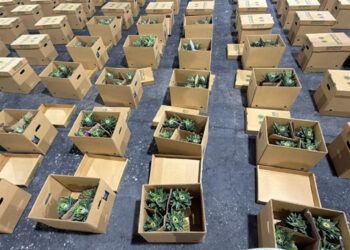 Ocupan cocaína oculta en cajas de piña