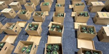 Ocupan cocaína oculta en cajas de piña