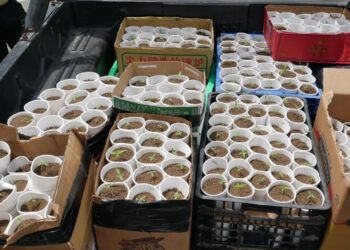 Ocupan plantas de marihuana en Santo Domingo Oeste