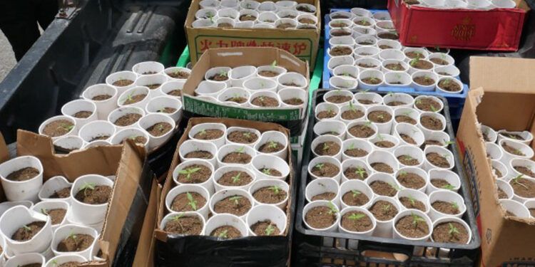 Ocupan plantas de marihuana en Santo Domingo Oeste