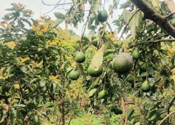 Productores de aguacates de Ocoa piden auxilio
