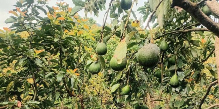 Productores de aguacates de Ocoa piden auxilio