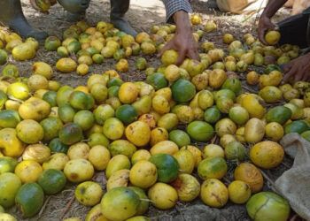 Productores de chinola en Ocoa sufren bajos precios