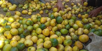 Productores de chinola en Ocoa sufren bajos precios