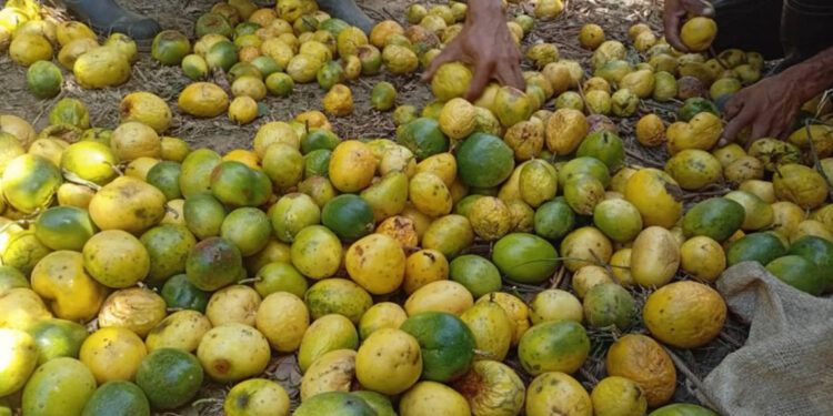 Productores de chinola en Ocoa sufren bajos precios