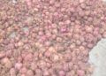Productores en Ocoa reclaman pago de RD$100 millones