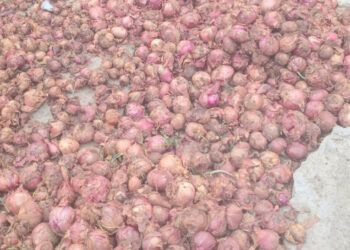 Productores en Ocoa reclaman pago de RD$100 millones