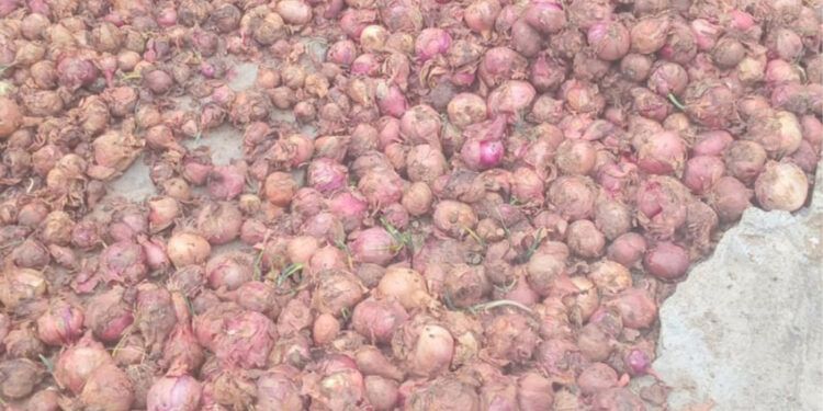 Productores en Ocoa reclaman pago de RD$100 millones