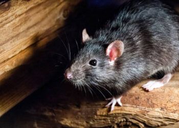 Salud Pública descarta brote de hantavirus en RD