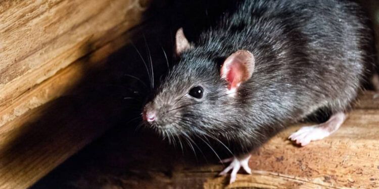 Salud Pública descarta brote de hantavirus en RD