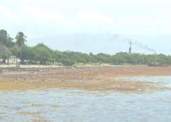 Sargazo en Barahona golpea negocios y turismo
