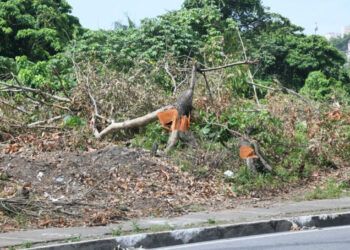 Tala de árboles en la autopista 6 de Noviembre