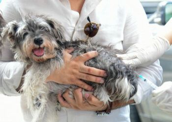 Vacunarán perros y gatos en Ciudad Juan Bosch