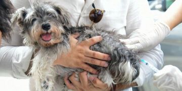 Vacunarán perros y gatos en Ciudad Juan Bosch
