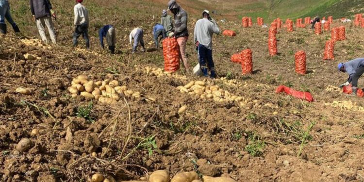 Agricultura interviene finca en Constanza por posible plaga de papa