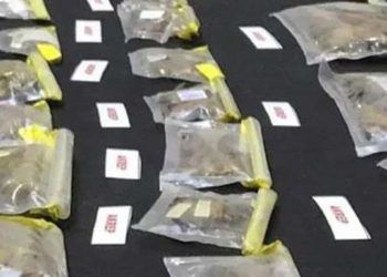 Arrestan a empleado del Museo de Historia Natural de EE.UU. por contrabando de arañas y escorpiones