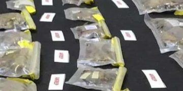 Arrestan a empleado del Museo de Historia Natural de EE.UU. por contrabando de arañas y escorpiones