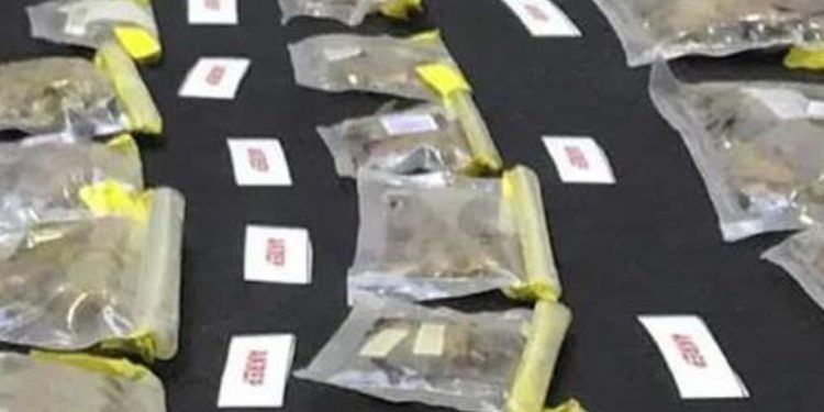 Arrestan a empleado del Museo de Historia Natural de EE.UU. por contrabando de arañas y escorpiones