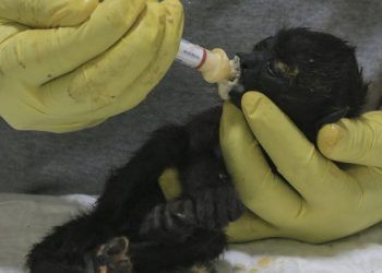 Aumenta a 157 el número de monos aulladores muertos por la ola de calor en México