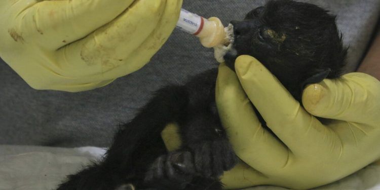 Aumenta a 157 el número de monos aulladores muertos por la ola de calor en México