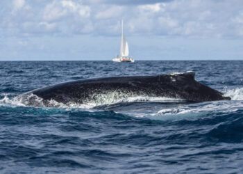 Ballena jorobada engulle y libera a kayakista en la Patagonia