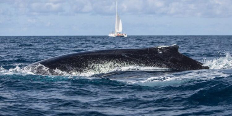 Ballena jorobada engulle y libera a kayakista en la Patagonia