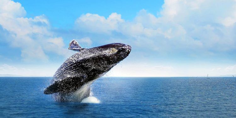 ballenas-en-samana