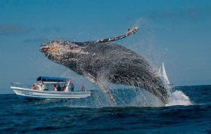 Ballenas Vistas en samana