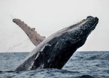 Ballenas y delfines, en peligro pese a su rol clave contra el cambio climático