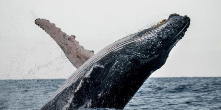 Ballenas y delfines, en peligro pese a su rol clave contra el cambio climático