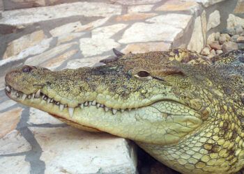 Buscan cocodrilo que escapó en Puerto Plata