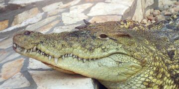 Buscan cocodrilo que escapó en Puerto Plata