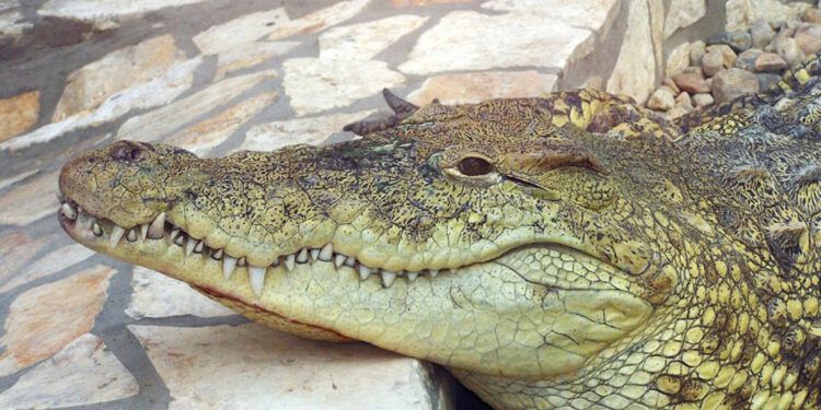Buscan cocodrilo que escapó en Puerto Plata