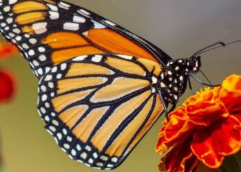 Cambio climático amenaza migración de mariposas monarca