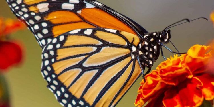 Cambio climático amenaza migración de mariposas monarca