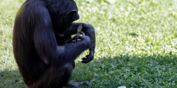 Chimpancé Natalia suelta a su cría muerta tras siete meses de duelo en Bioparc Valencia