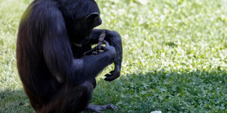 Chimpancé Natalia suelta a su cría muerta tras siete meses de duelo en Bioparc Valencia